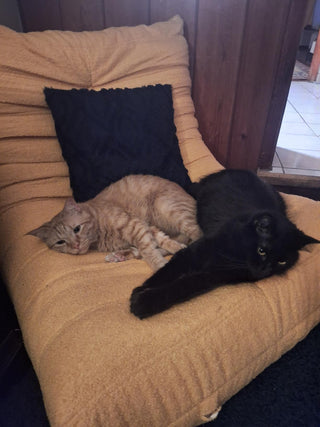 Cats like it too